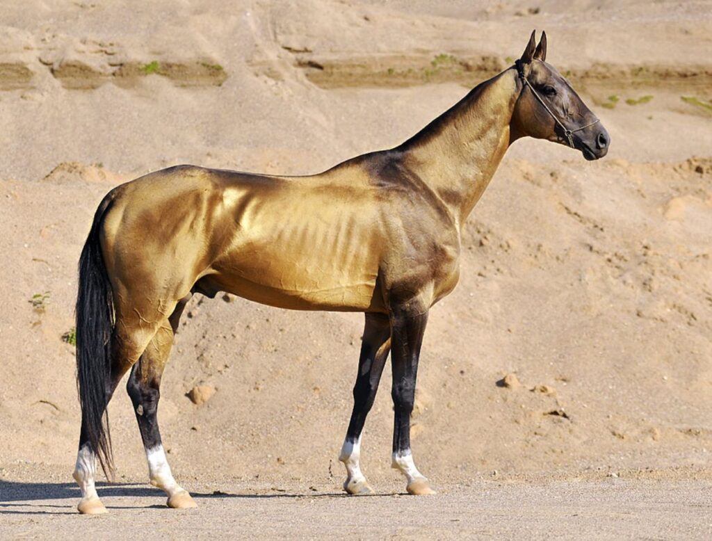 Akhal Teke