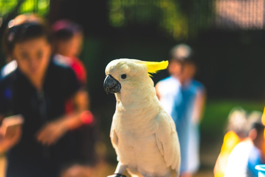 Sulphur-Crested Cockatoos