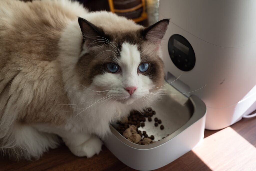Ragdoll cat with blue eyes eating