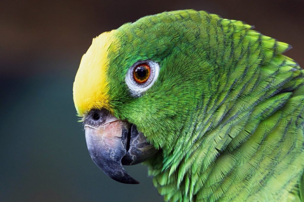Close up shot of Amazon Parrot