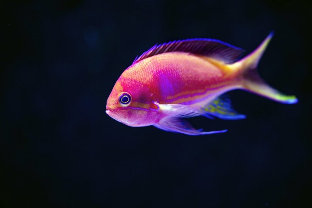 A Damselfish