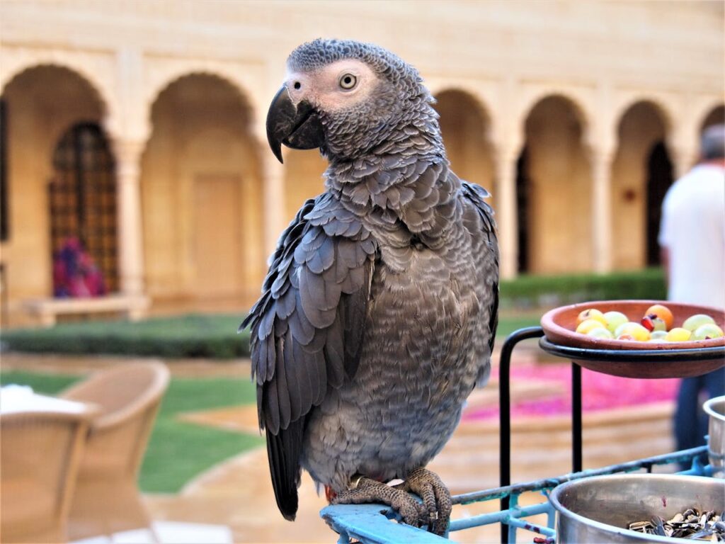 African Grey Parrot perched near colorful bowls