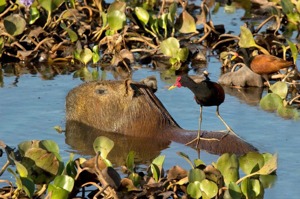 Capybara enjoying a swim