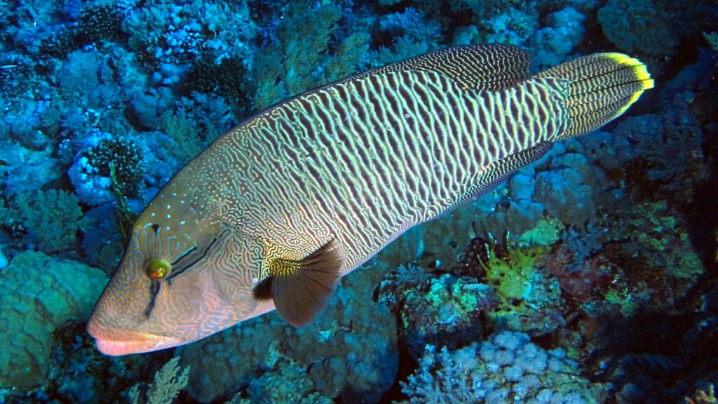 A Napoleon Wrasse