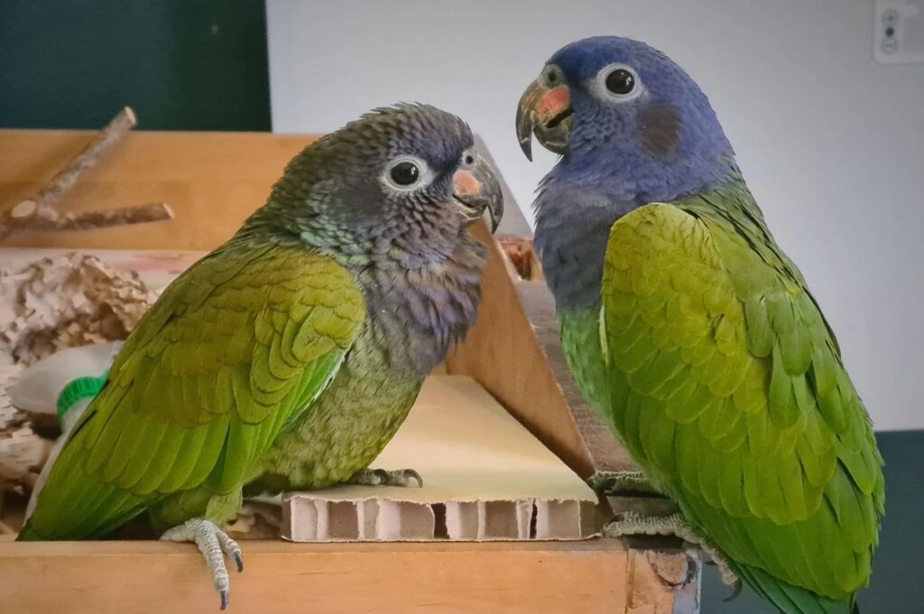 Two Pionus Parrots