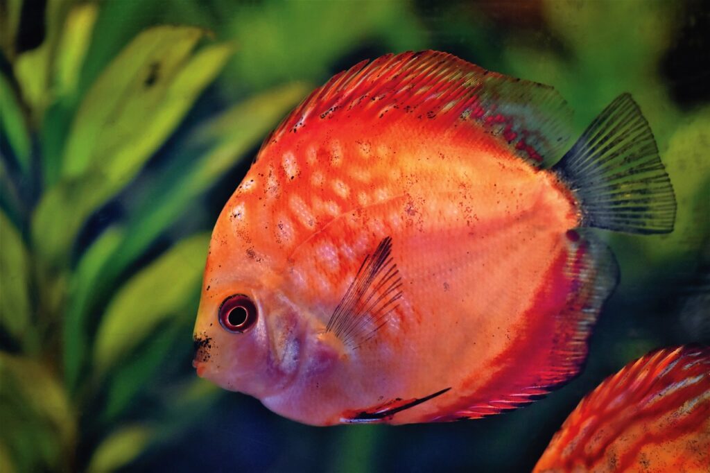 Discus Fish