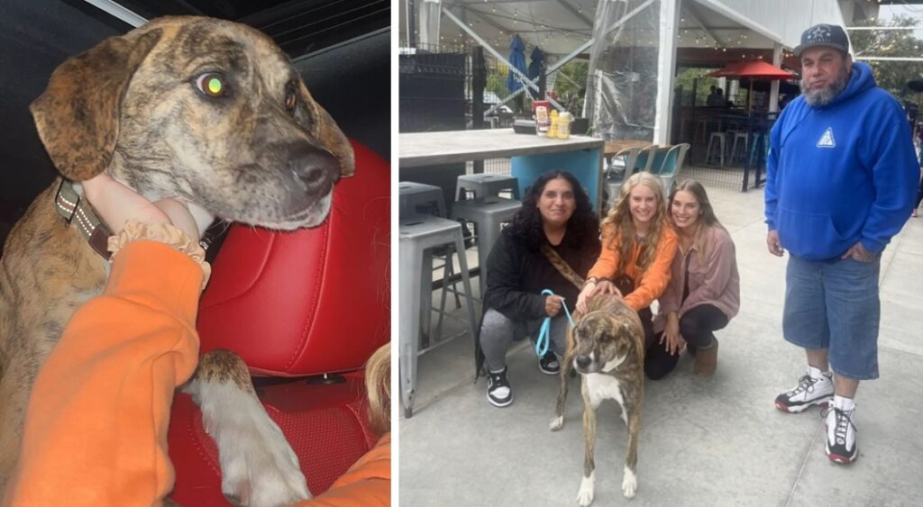 Diva Dog reunites with the owner