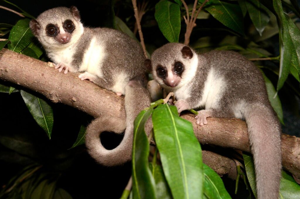 Two Fat-Tailed Dwarf Lemurs