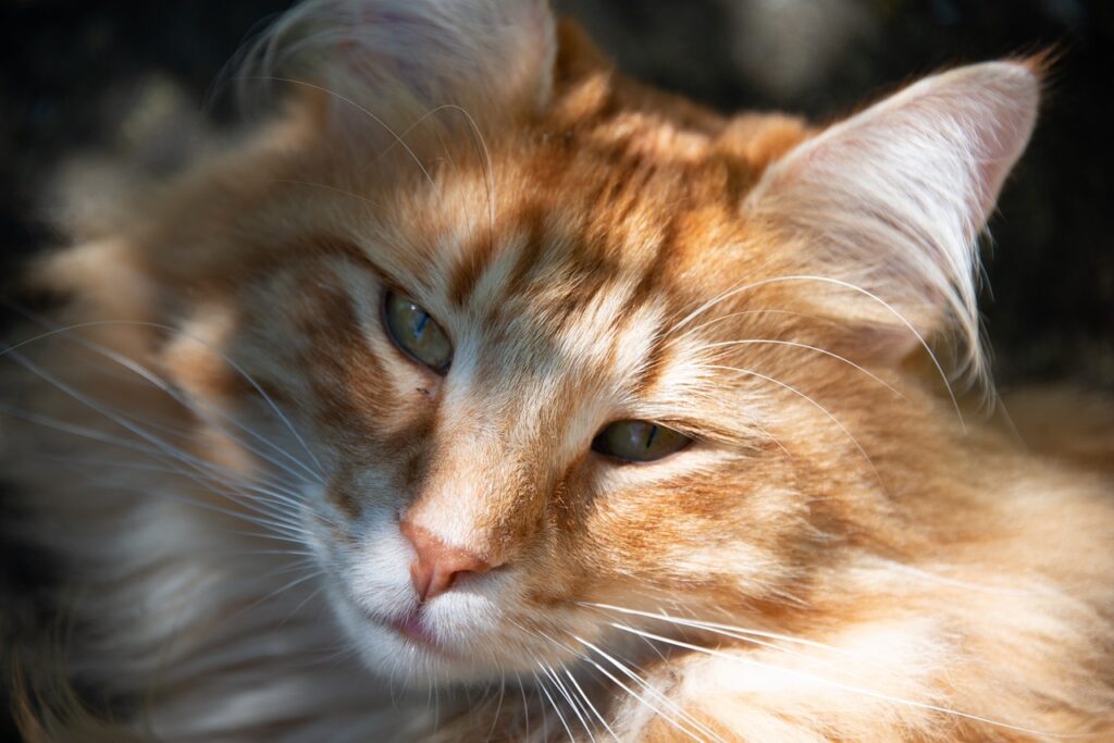 Closeup of a Norwegian Forest Cat