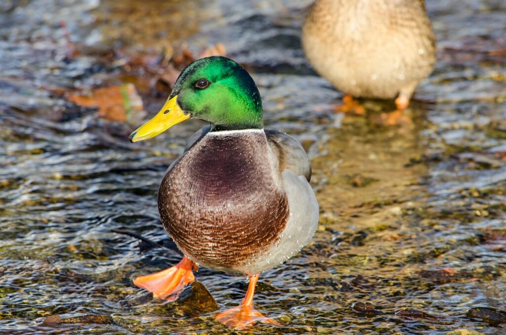 Duck