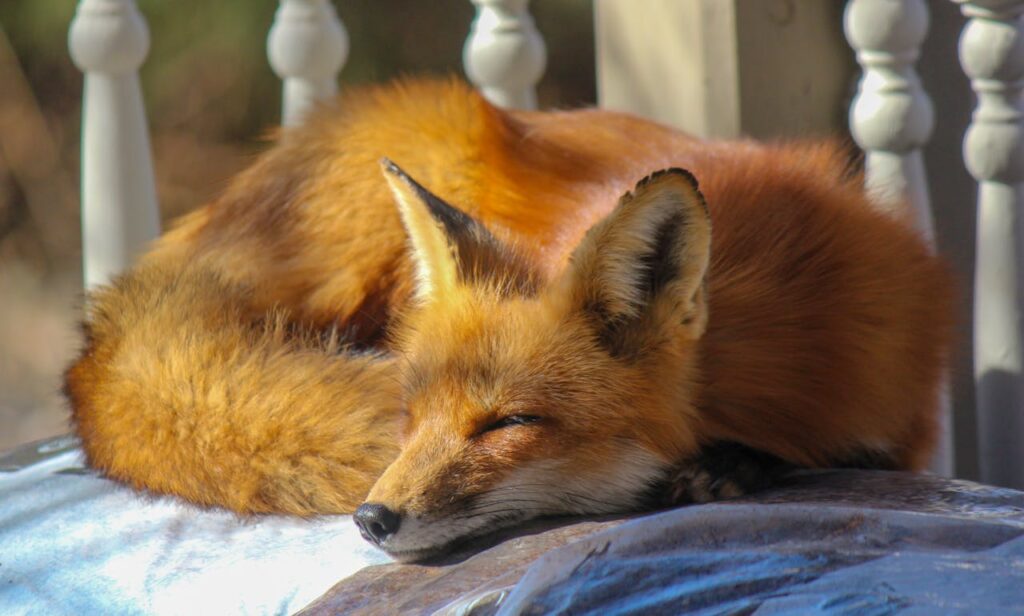 Sleeping red fox curled up on a pillow