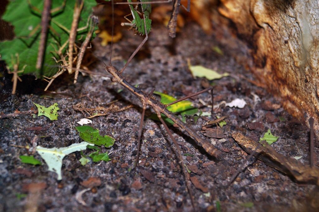 stick insect