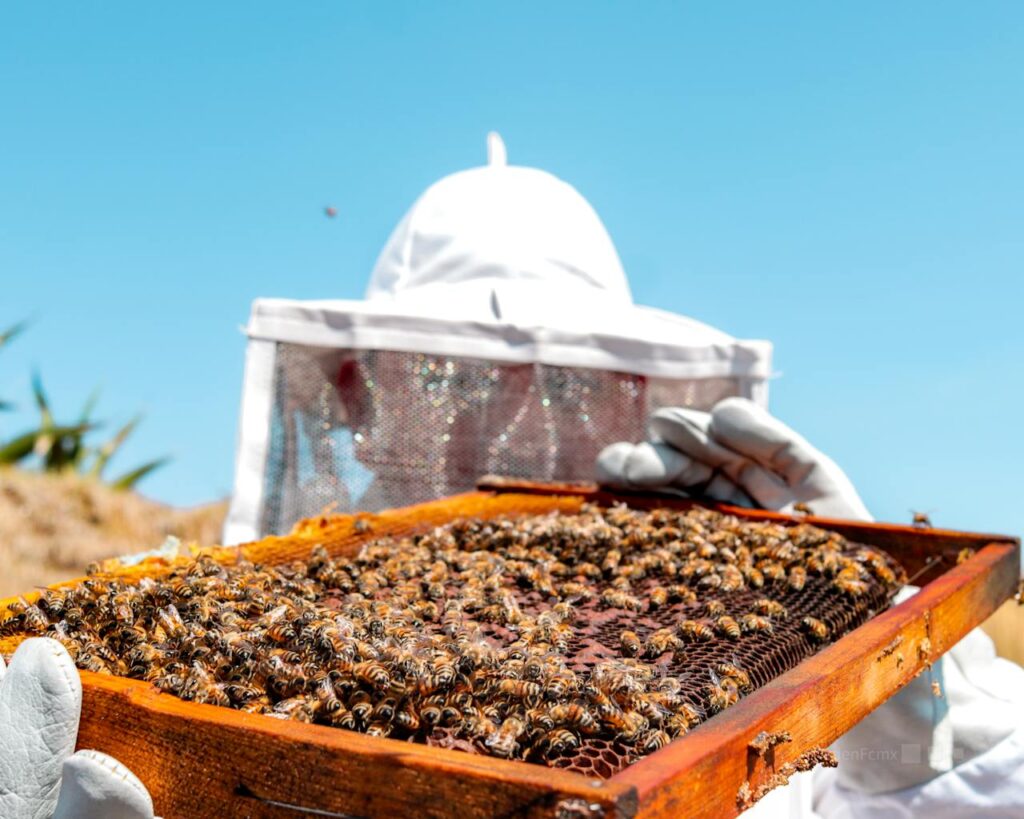 Beekeeper inspecting a hive with bees