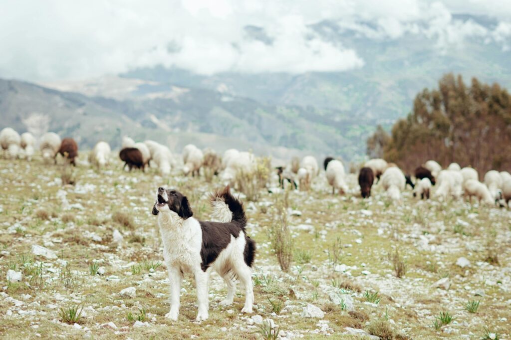 A Border Collie howling while herding