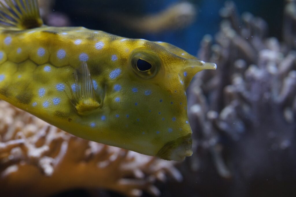 Closeup of a Boxfish