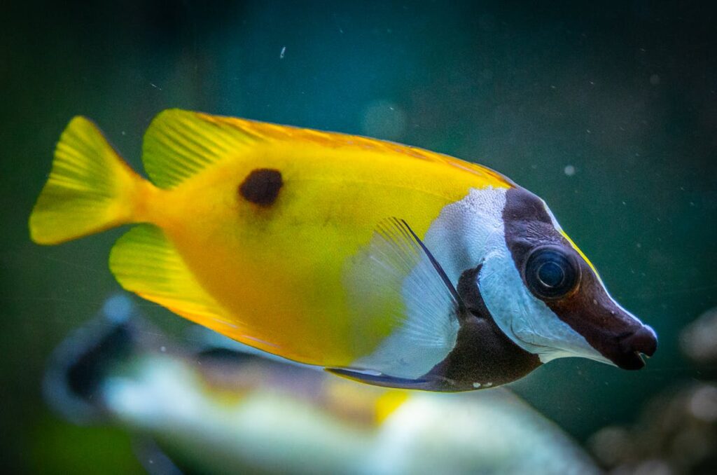 Foxface Rabbitfish