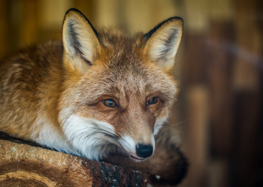 Close-up of a red fox's face resting peacefully