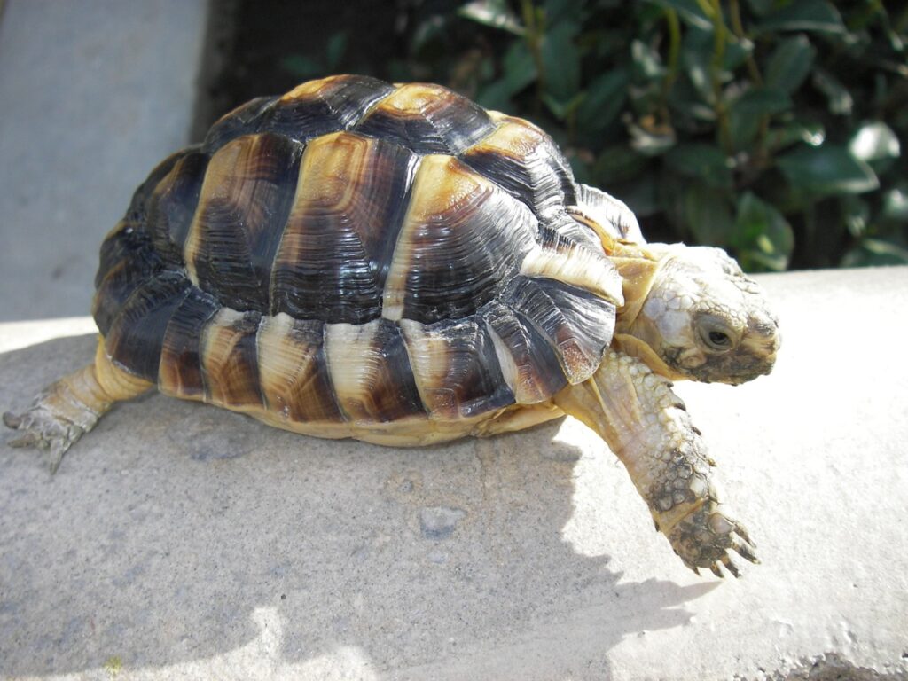 Egyptian_tortoise