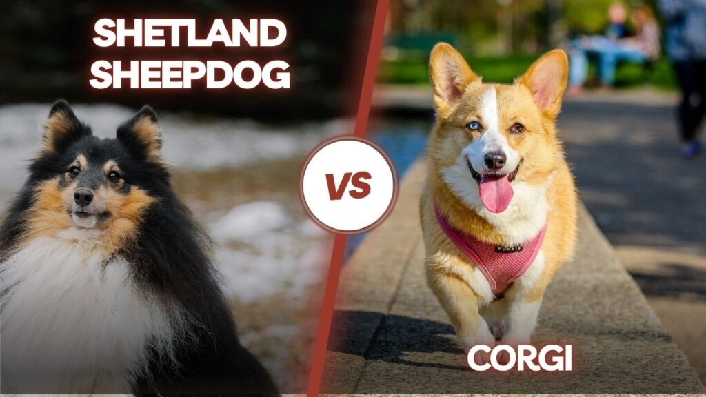 shetland sheepdog vs corgi