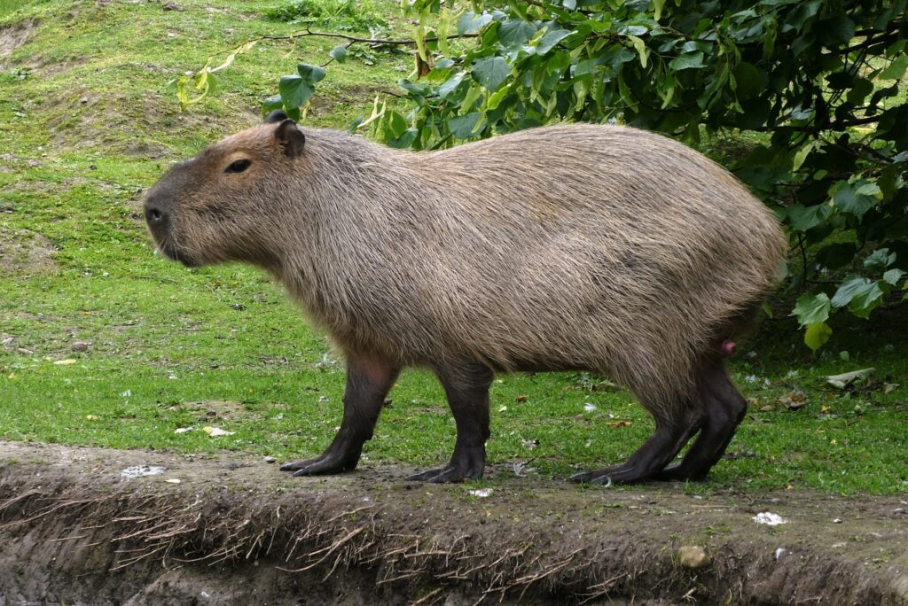 Capybara alert