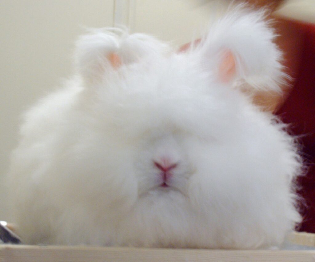english angora