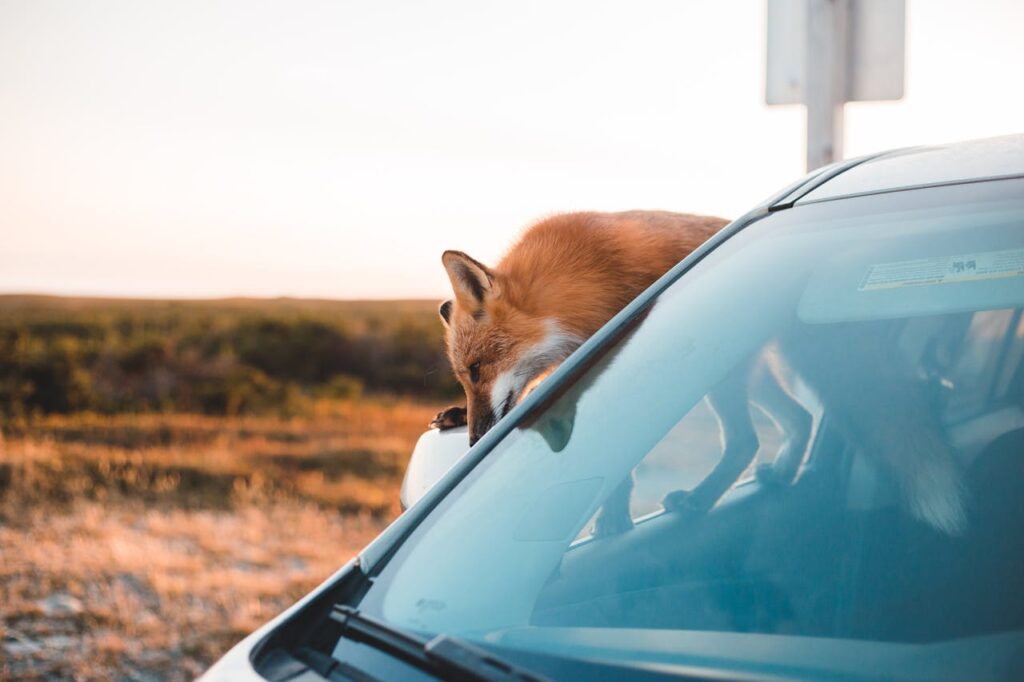 Fox peeking into car windshield during golden hour