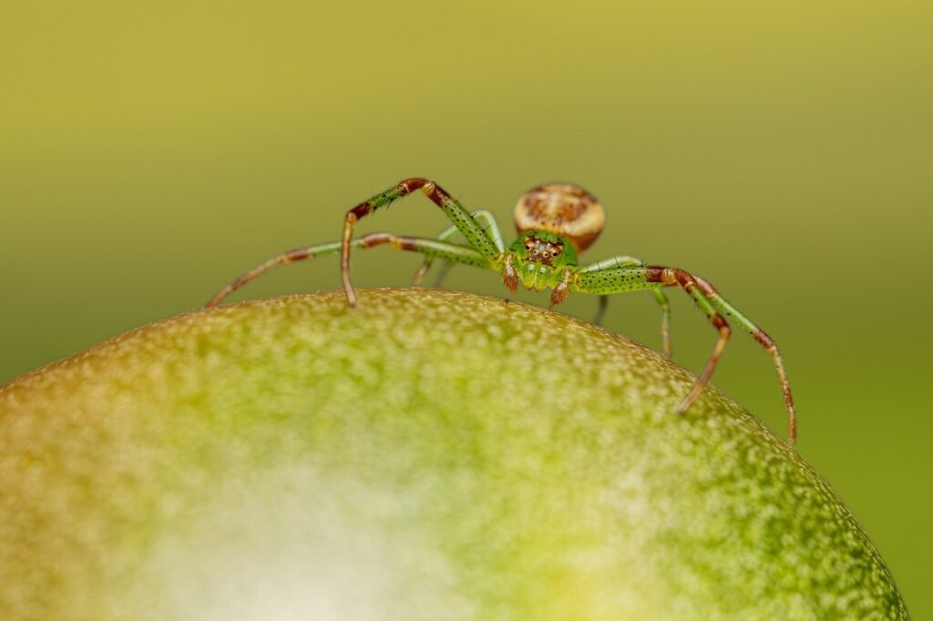 A Green crab spider