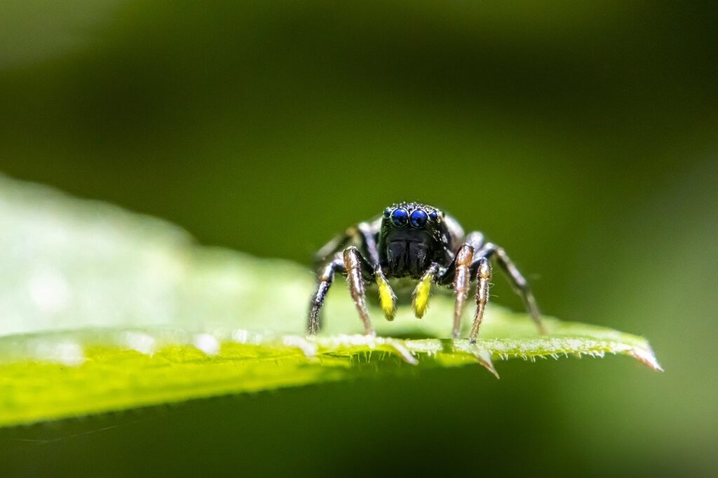 Closeup of a Zebra Spider