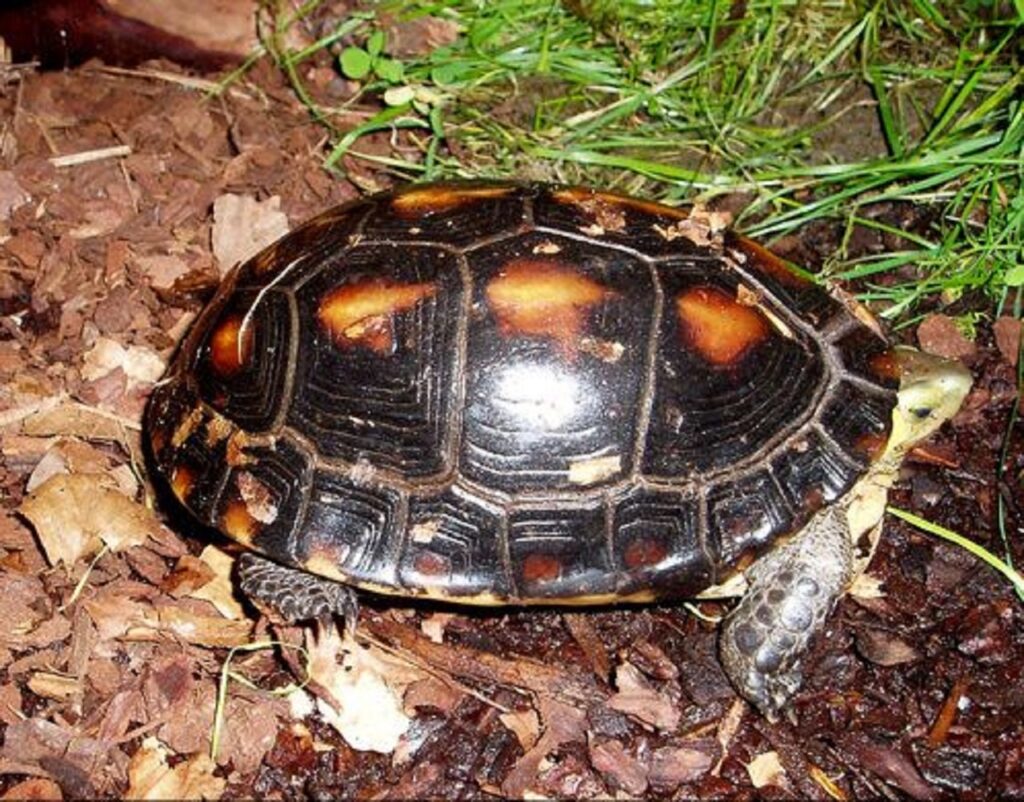yellow-margined box turtle,