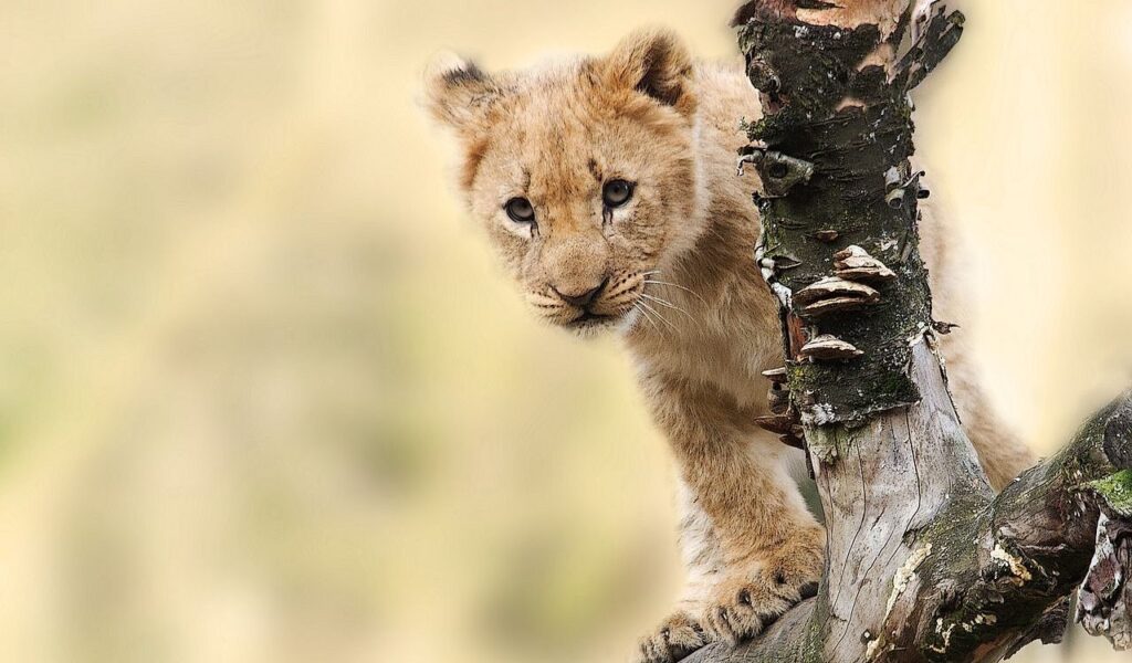 lion cub peeking from behind a tree