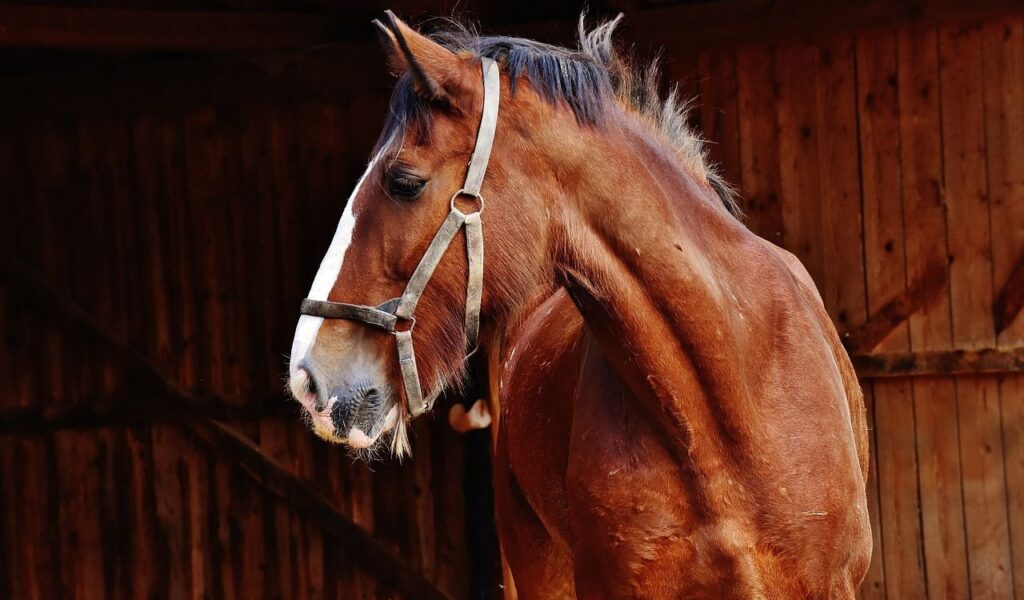 A horse's head with a brown coat.