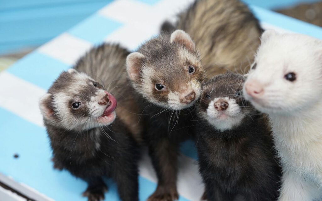 Ferrets playing together.