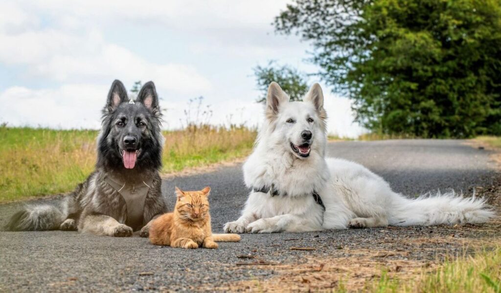 German Shepherd, Domestic Shorthair cat, and Swiss White Shepherd sitting on a road.