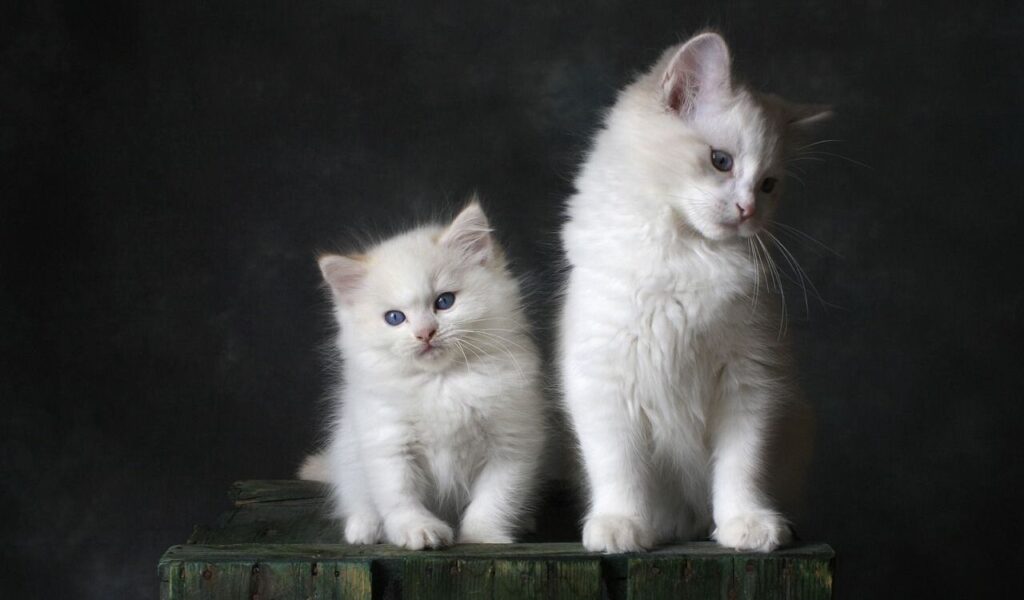 A kitten and a cat sitting together, both with soft white fur.