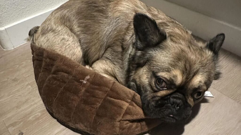 fluffy/ wooly french bull dog