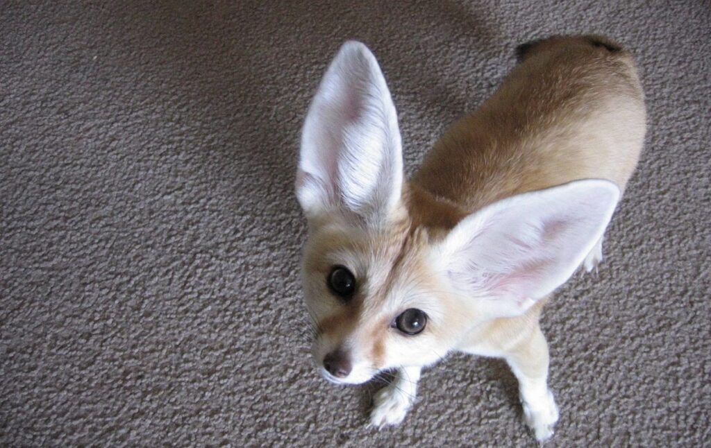 Fennec Fox