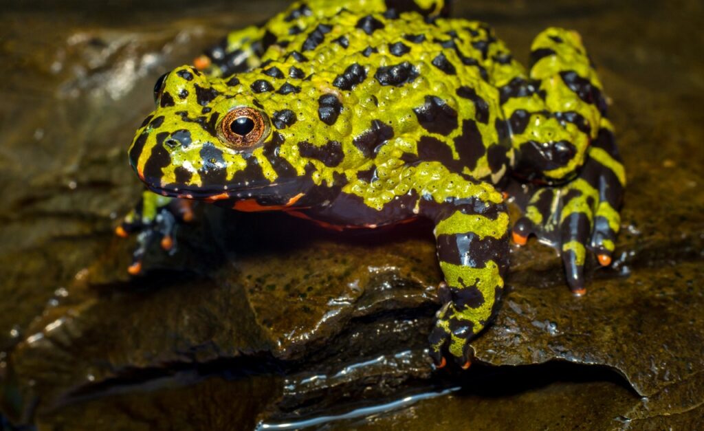 Fire bellied toad