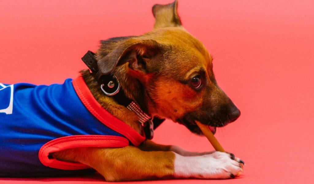 Chihuahua with chew stick on pink background