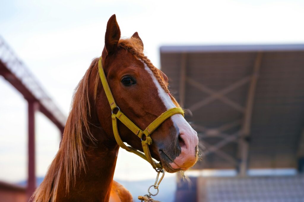 Closeup of a Quarter Horse