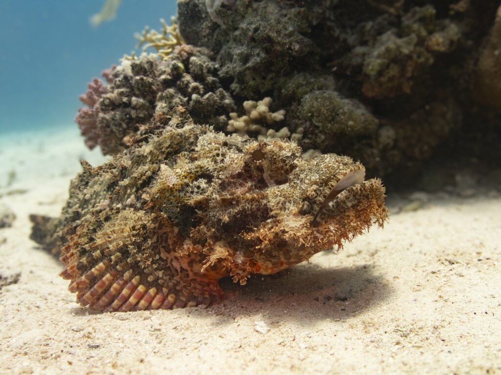 Stonefish