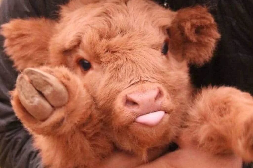 Miniature cow on a lap