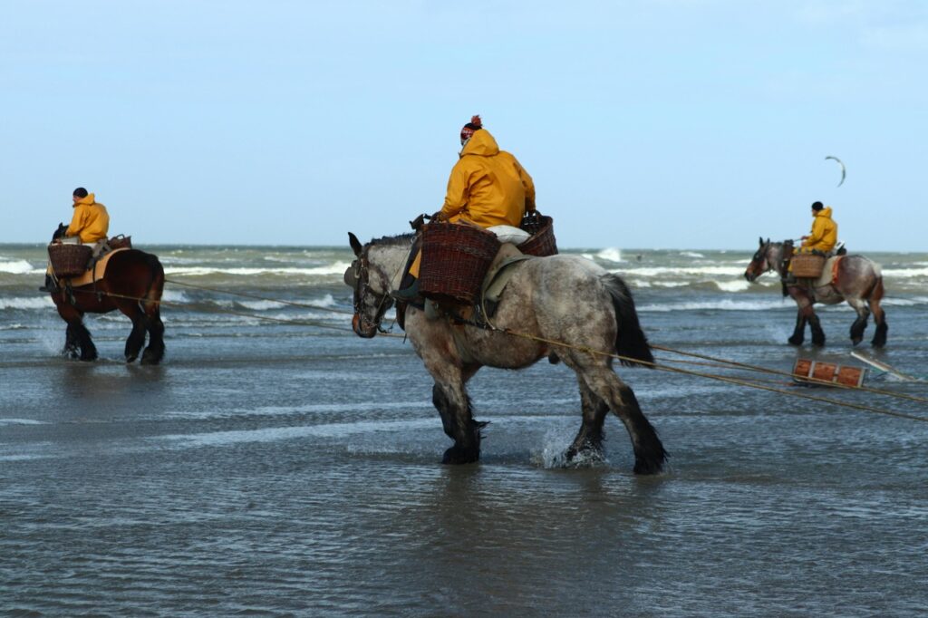 A Brabant Horse being ridden