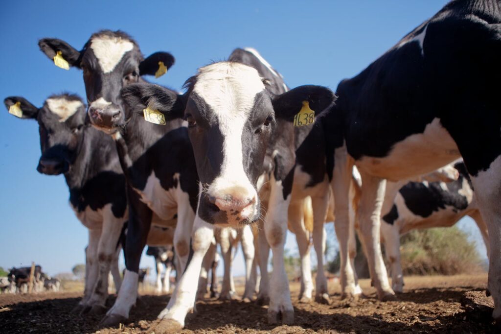 A herd of Holstein cows in a field, easily recognized by their distinctive black-and-white markings