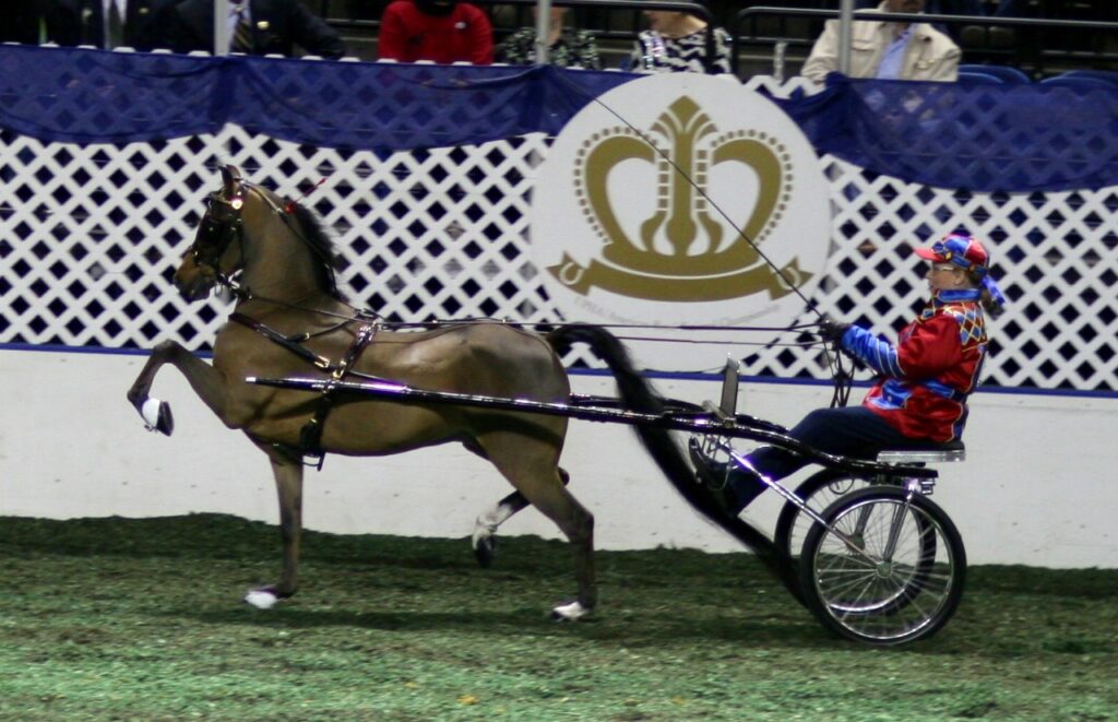 Hackney pony pulling a cart in competition