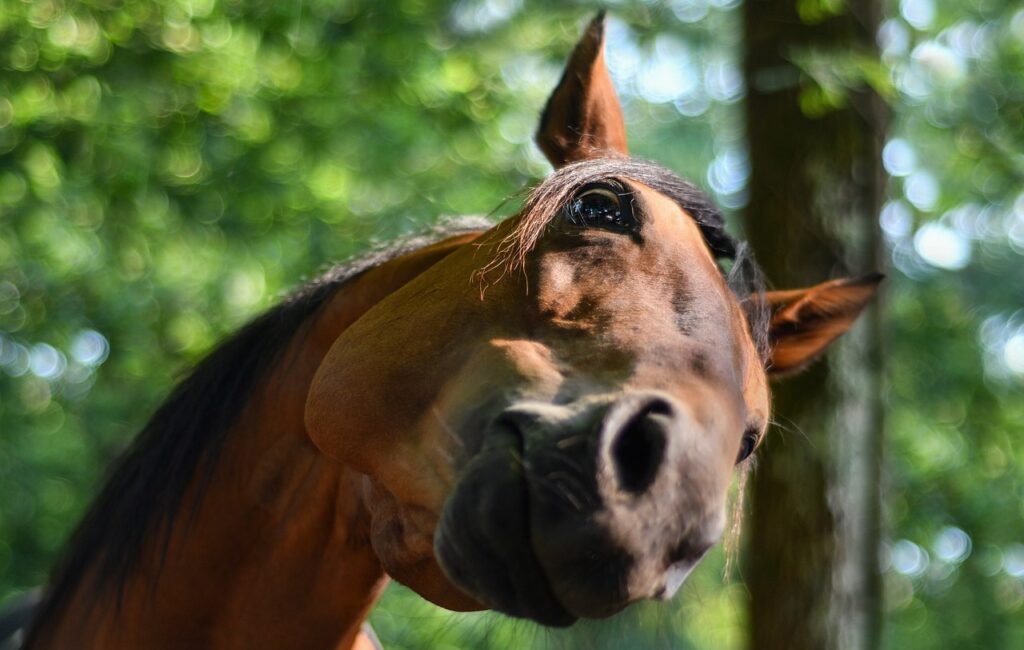 Horse tilt head