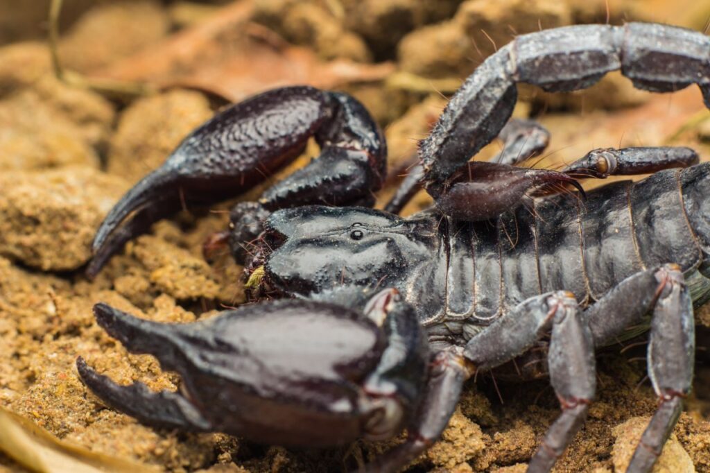 Scorpion 2