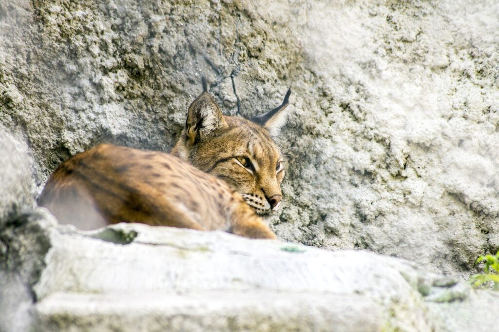  Bobcat awake
