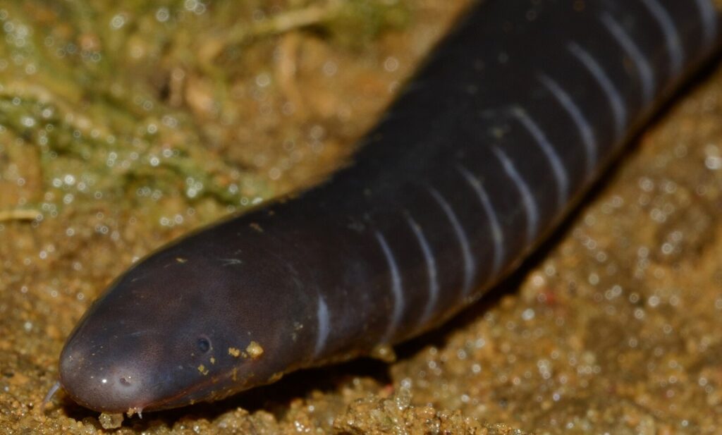 Gaboon Caecilian