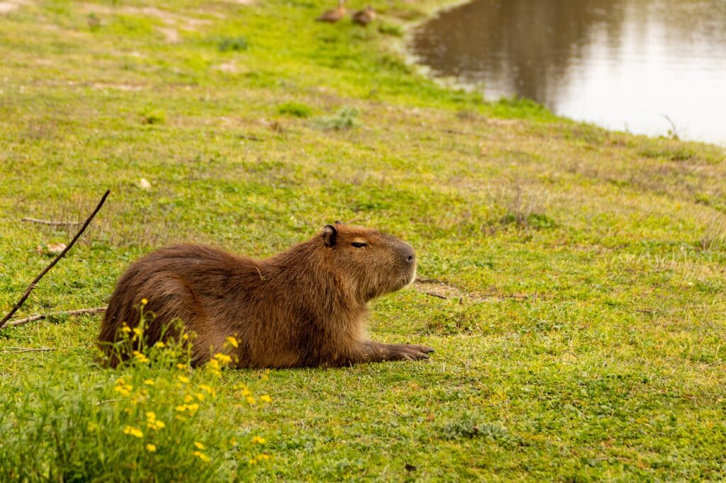 Capybara in the wild