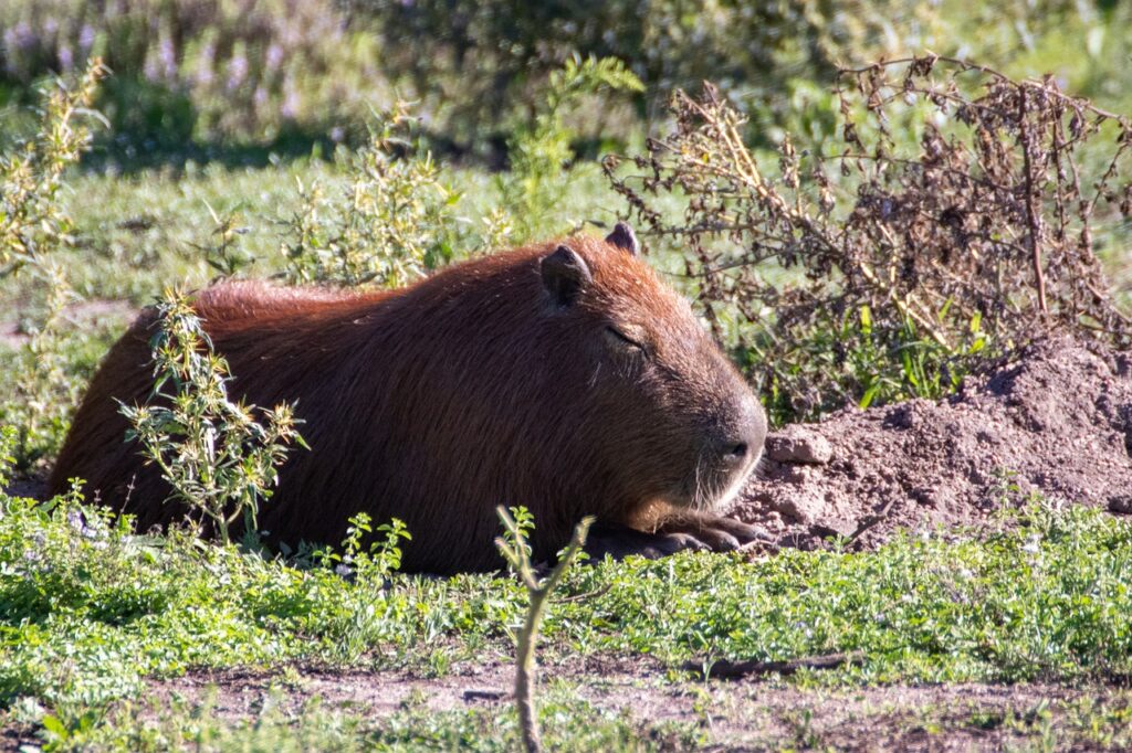 Capybara resting
